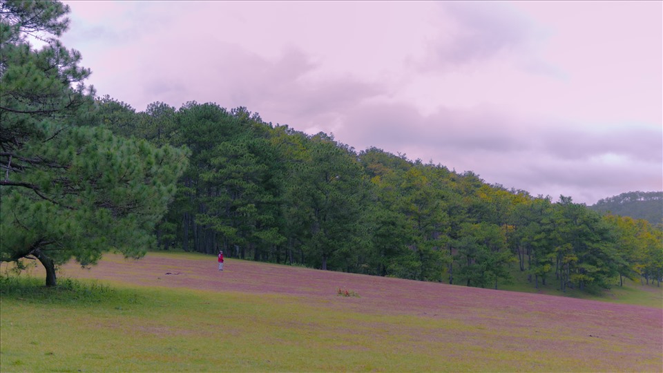 Đà Lạt hiện nay có 2 đồi cỏ hồng đẹp nhất là ở khu vực Suối Vàng và khu du lịch Thung Lũng Vàng, nơi có cây thông cô đơn. Vì đây là điểm tham quan tự phát nên du khách có để đến tham quan không mất phí.