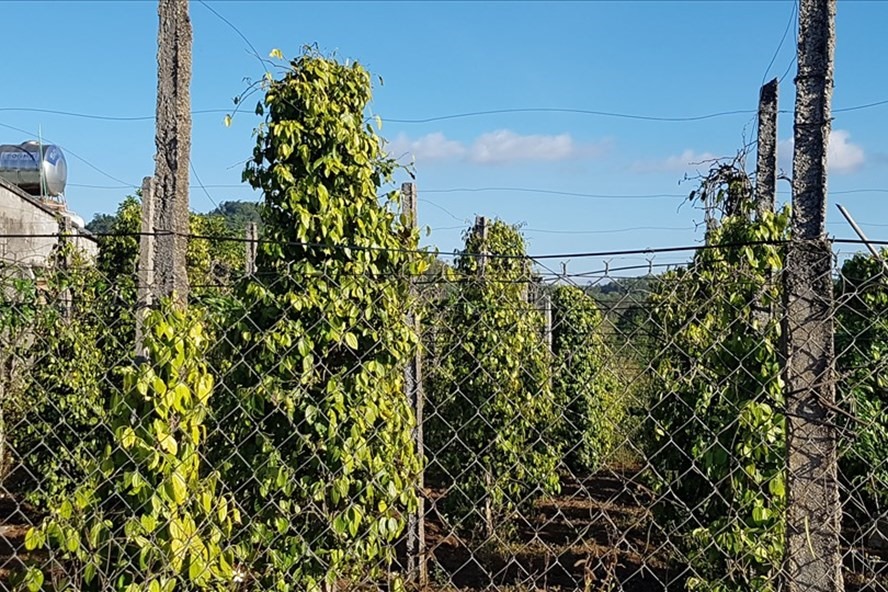 Giá tiêu cao nhất tại Bà Rịa Vũng Tàu, bán ra ở mức gần 73.000 đồng/kg (trong tháng 2.2021 giá chỉ khoảng 53.000-55.000 đồng/kg); giá tiêu tại Bình Phước cũng đã ở mức xấp xỉ 72.000 đồng/kg. Ảnh: Vũ Long