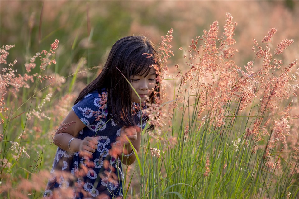 Cỏ hồng, nhuộm chiều xuân Đà thành