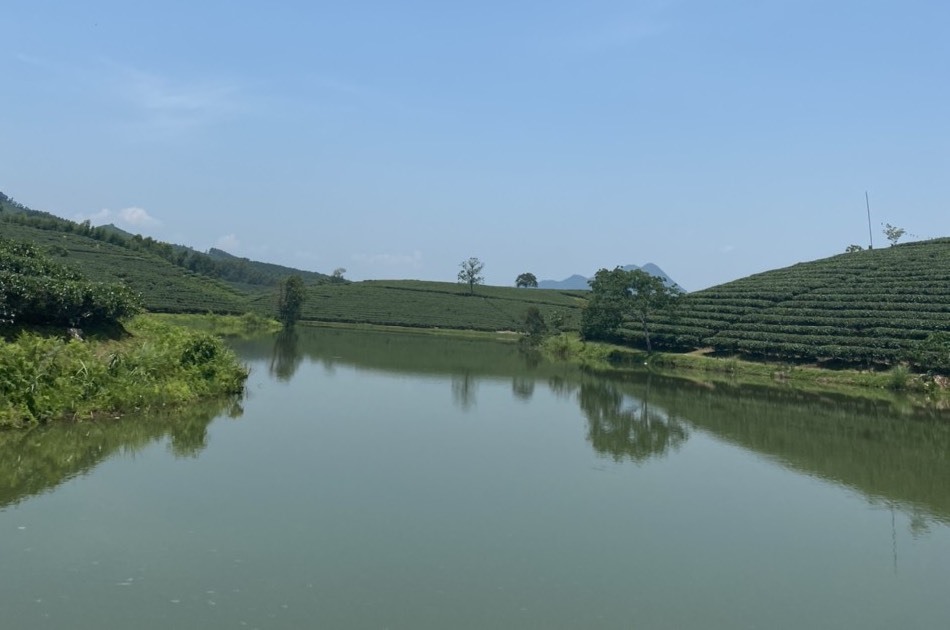 Không gian thoáng đãng ở đảo chè. Ảnh: Quang Nhã