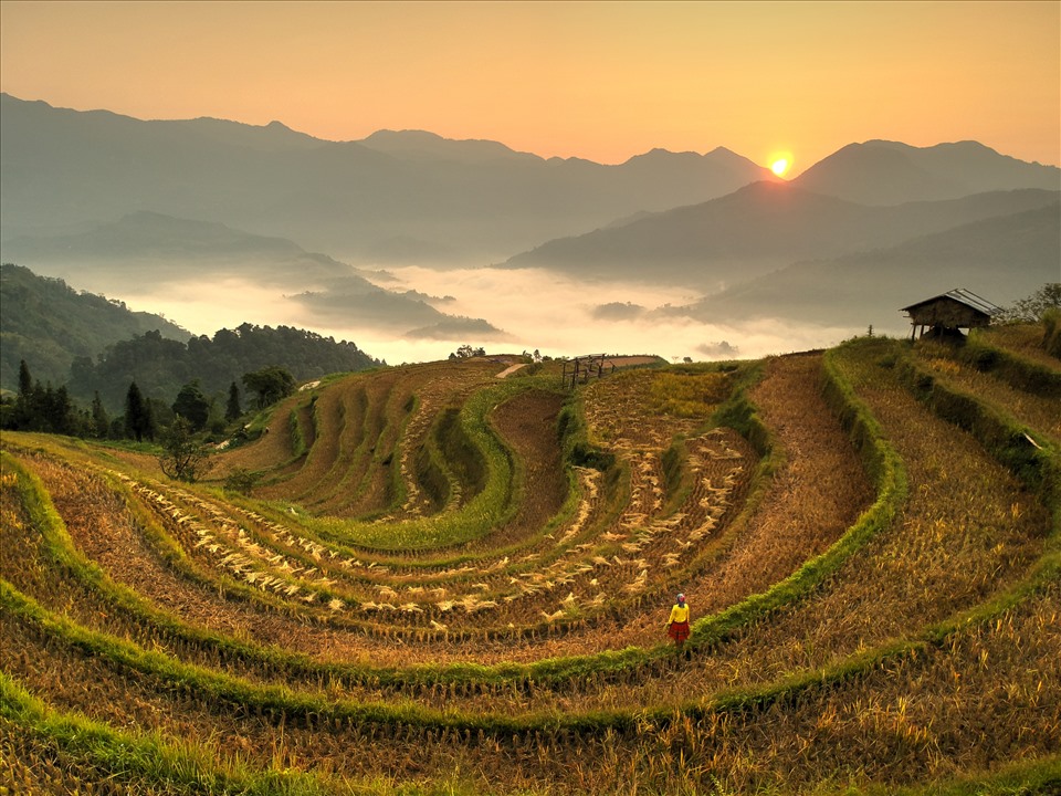 Bình minh mùa gặt ở Thông Nguyên