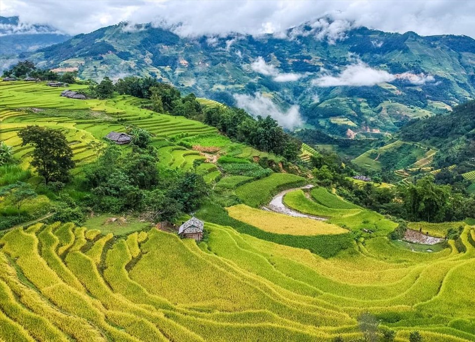 Ruộc bậc thang mùa vàng ở Bản Luốc
