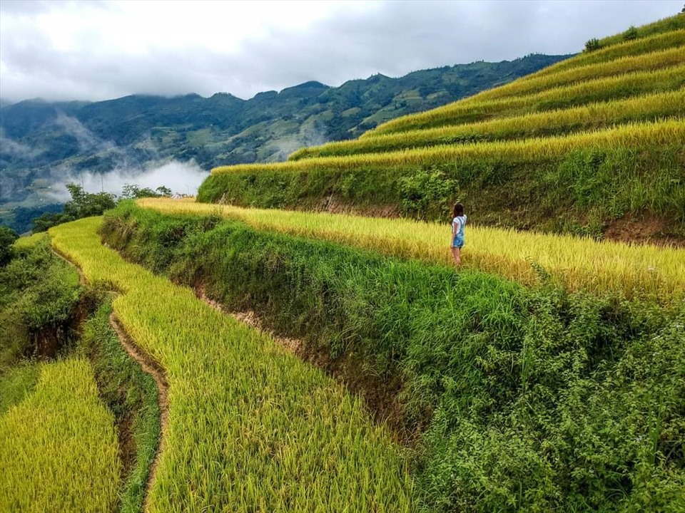 Ruộng bậc thang mùa vàng ở Bản Phùng