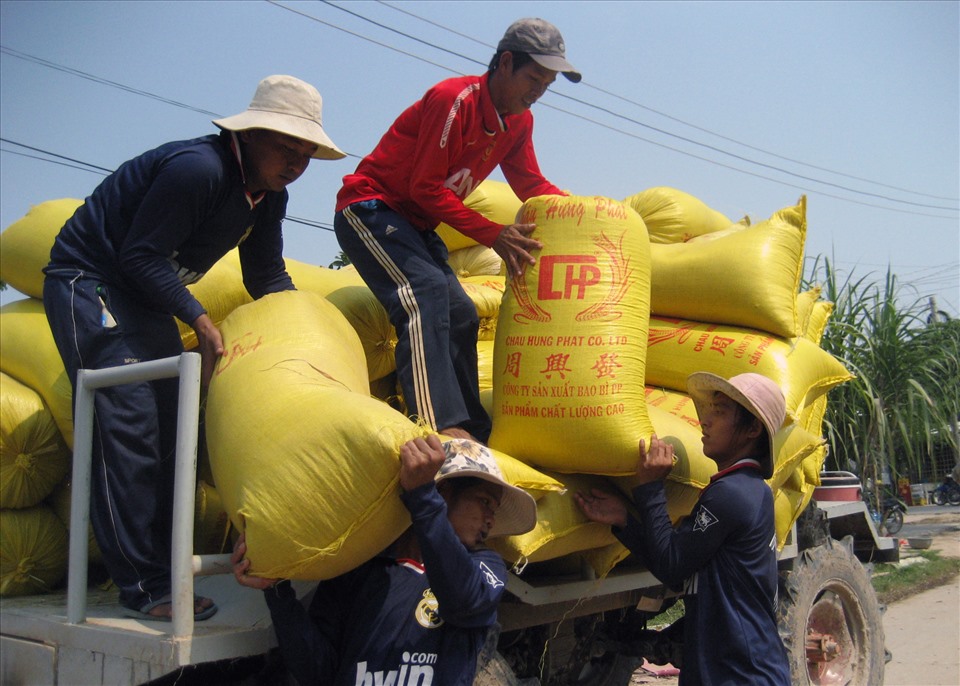 VIệc giá lúa sụt giảm sẽ ảnh hưởng đến lợi nhuận của người trồng lúa do nhiều mặt hàng đầu vào như phân bón, vật tư trong vụ lúa đông xuân đều tăng. Ảnh: LĐ