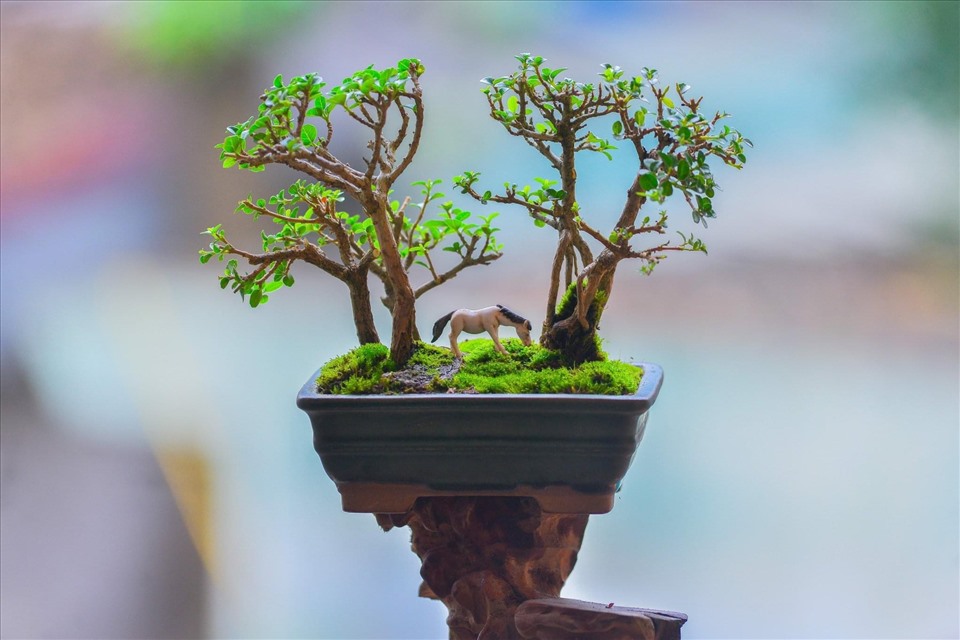 Bonsai độc đáo Làm Từ Cây Dại 8201