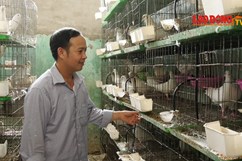 Kỹ sư điện bỏ nghề về nuôi chim thu nhập 70 triệu/tháng