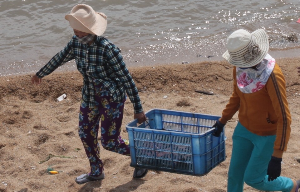 Nhiều tôm, cá bị trôi dạt từ những lồng bè bị đánh chìm trên biển được bắt lại và bán cho thương lái.
