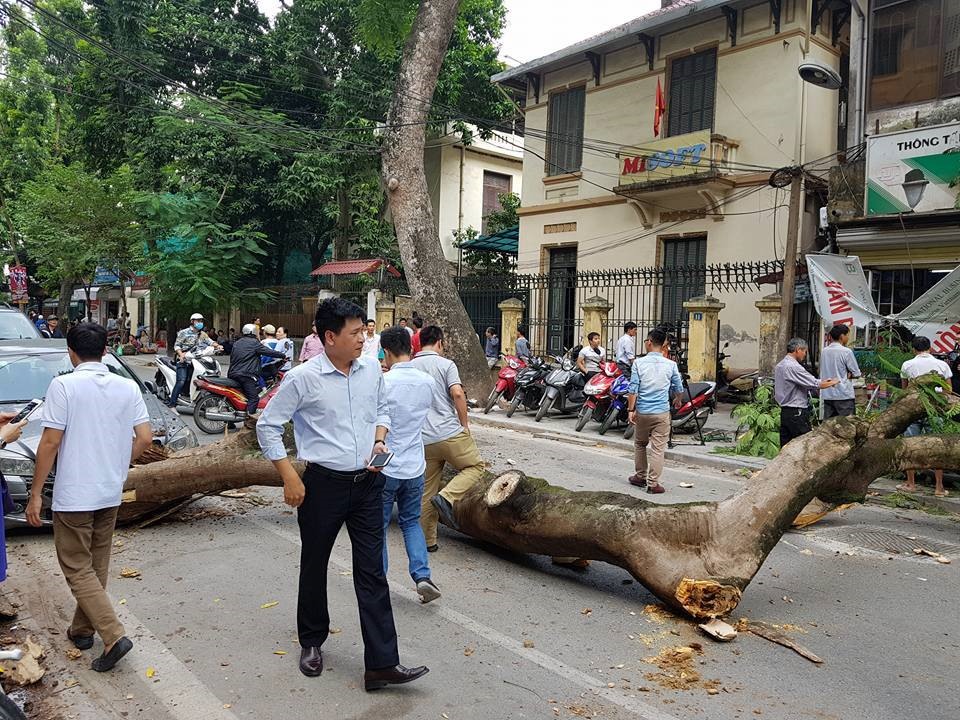 Hiện trường vụ cây đổ