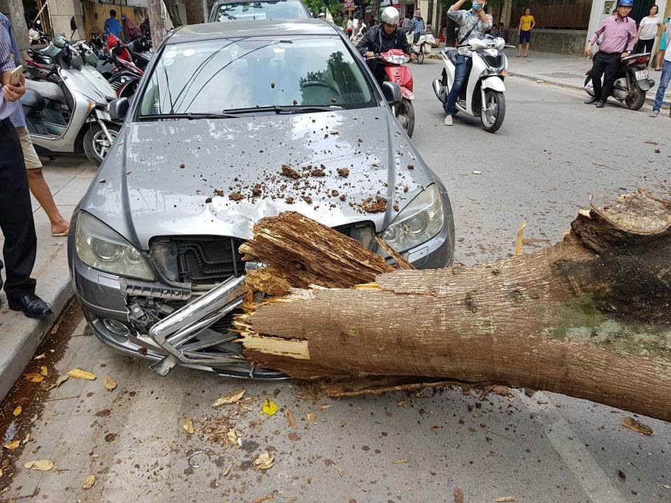 Cây đổ đè nát một ô tô