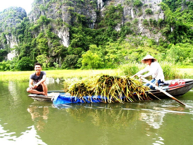 Chở lúa về. 