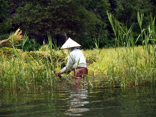 Gặt lúa bên bờ sông.