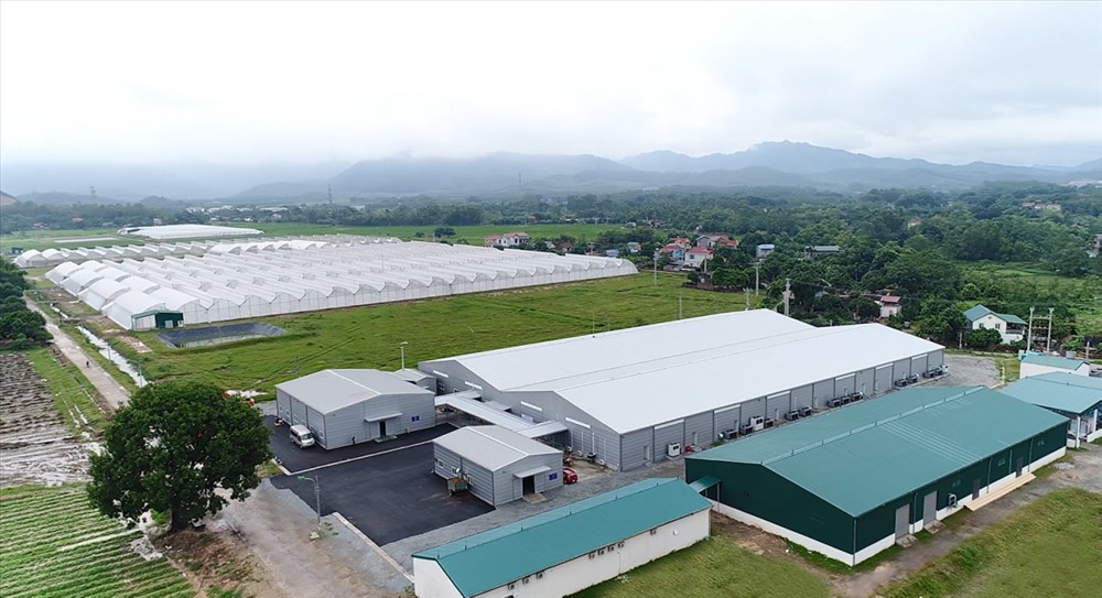 Nông trường của TĐ Vin Group