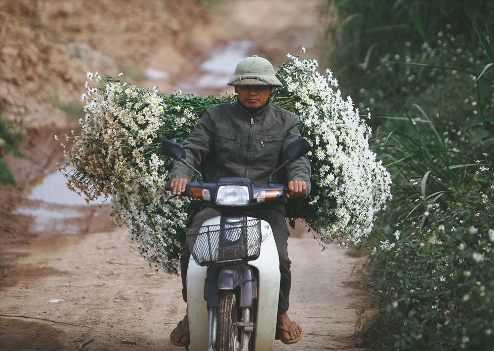 Cúc hoạ mi được các chủ vườn thu hoạch đưa xuống phố. Những hình ảnh này chấm phá thêm nét đẹp cho các con phố Hà Nội.