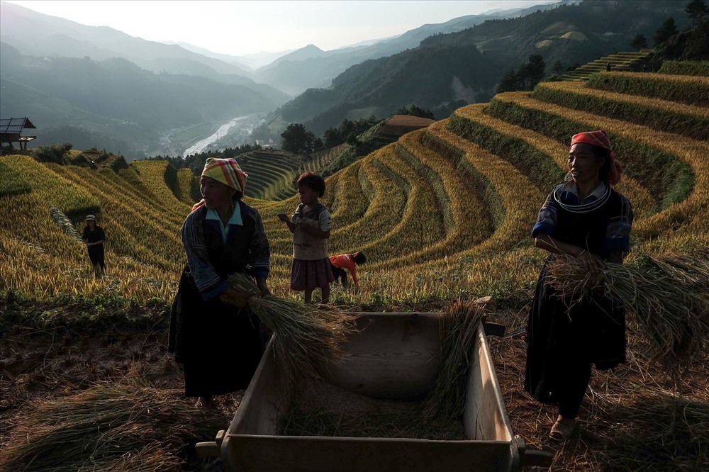 Là nơi có nhiều ruộng bậc thang nhất ở Mù Cang Chải với 700 ha ruộng bậc thang. Với những ruộng bậc thang xếp tầng, xếp lớp trải rộng khắp quả đồi, đặc biệt có những con đường dốc nhìn như những “mâm xôi vàng” như níu kéo du khách.