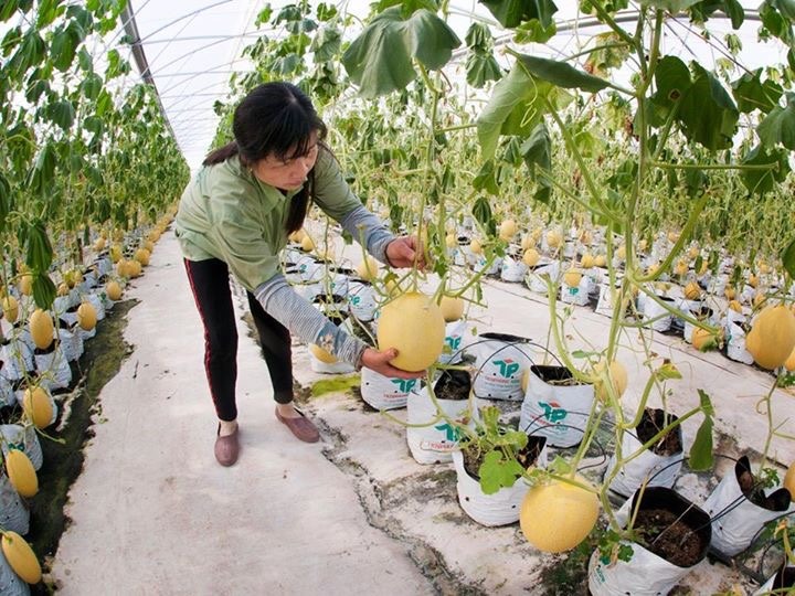 Một phần bãi rác Đông Thạnh đã đóng cửa đang được Cty TNHH MTV Môi trường - Đô thị TP HCM cải tạo trồng dưa lưới. Ảnh: C.H