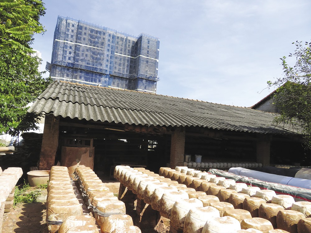 Mái nhà xưa cũ bên nhà cao tấng hiện đại.