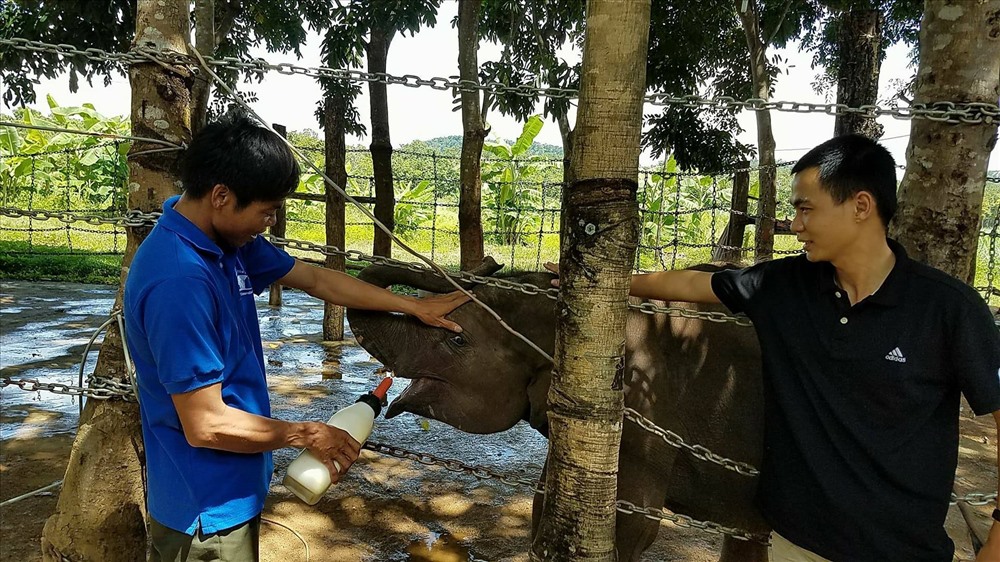 Chú voi con tên Gold bị lạc mẹ được nhân viên Trung tâm bảo tồn voi chăm sóc từ nhỏ.