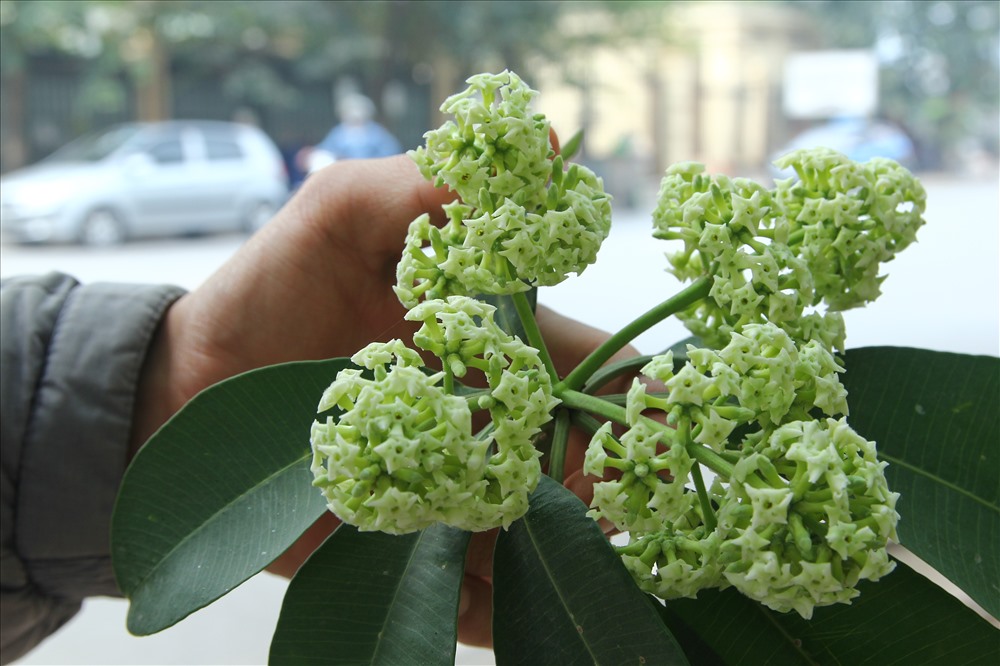 Nhiều người “sống sở chết dở” vì hương hoa sữa. Ảnh: Cường Ngô
