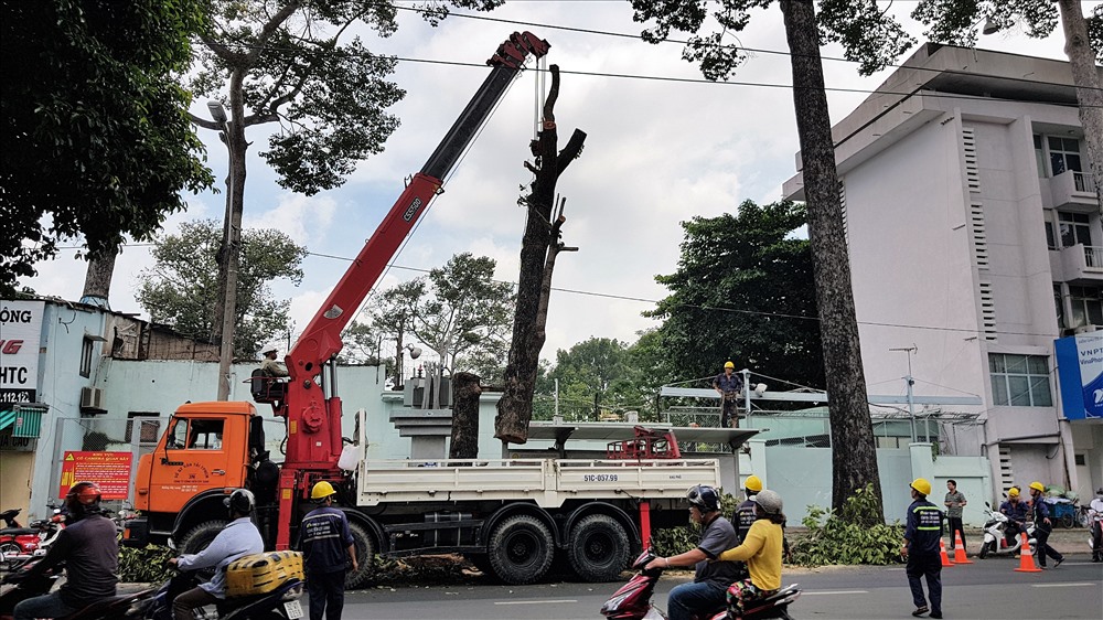 Trên địa bàn TPHCM hiện còn hàng nghìn cây cổ thụ được trồng cách đây hàng chục, thậm chí hàng trăm năm trên các tuyến đường các quận nội đô. Qua thời gian, ngoài việc bị xâm hại bởi các yếu tố con người, nhiều cây cũng đã già cỗi, bị lực lượng chức năng đốn hạ để thay vào các cây mới. Trong ảnh là một cây cổ thụ trên đường Trần Phú bị đốn hạ vào ngày 29.8 vừa qua. Ảnh: Trường Sơn