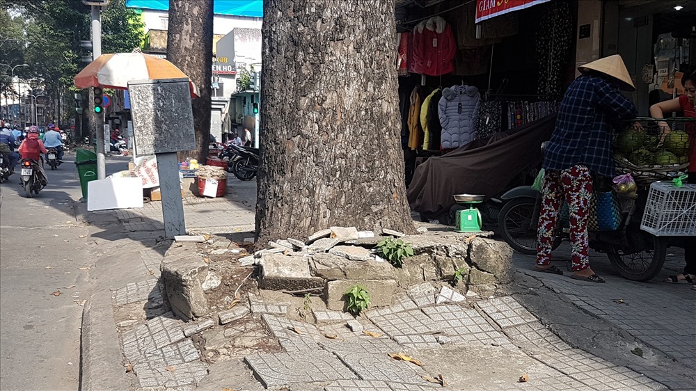 Nguyên nhân thì nhiều nhưng phải nói tình trạng xâm hại cây xanh. trong ảnh là một gốc cây dầu cổ thụ bị người bán hàng rong chiếm dụng thành điểm buôn bán, gốc cây thì chất đầy xà bần, bê tông. Người dân cho biết, mỗi khi vỉa hè được sửa chữa thì rễ cây cũng bị xâm hại, chặt bớt. Ảnh: Trường Sơn