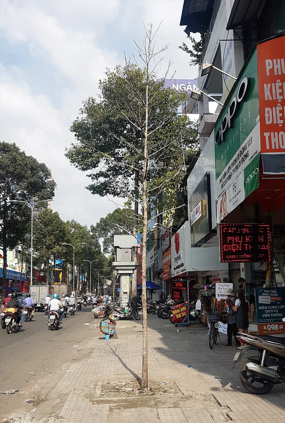Dù lực lượng chức năng thường xuyên cắt tỉa, phát triển cây mới để thay thế các cây già yếu nhưng hiệu quả cũng hạn chế. Trong ảnh là một cây xanh mới được trồng để thay thế một cây cổ thụ nhưng đã “chết yểu“, trơ cành. Ảnh: Trường Sơn