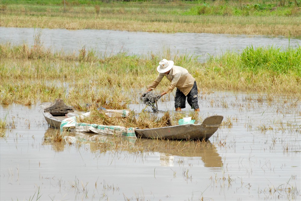 Nông dân Đồng Tháp làm vệ sinh đồng ruộng.
