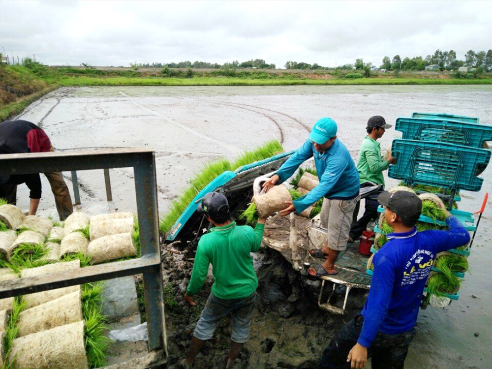 Chuẩn bị gieo sạ lúa bằng máy.