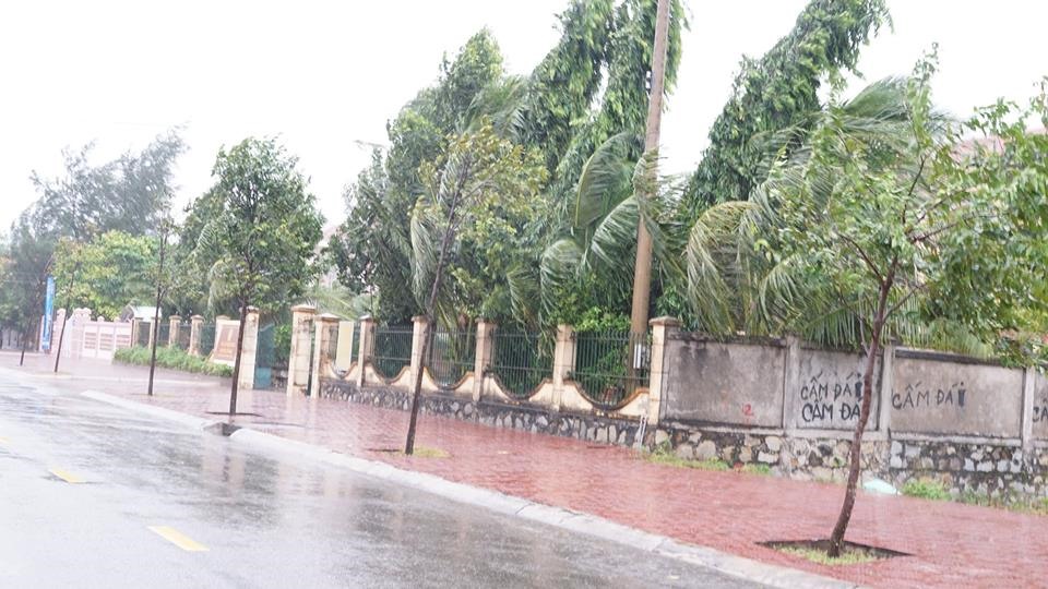 Gió lớn liên tục thổi cây cối trên đảo nghiêng ngả