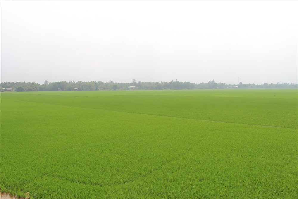 Vùng lúa chất lượng cao ở Tân Thạnh.