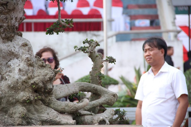 Được biết, để sở hữu “siêu cây” độc đáo này, ông Hòa đã phải mất rất nhiều công sức