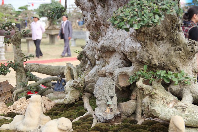 Bộ rễ sần sùi mọc trên lớp đất phủ đầy rêu