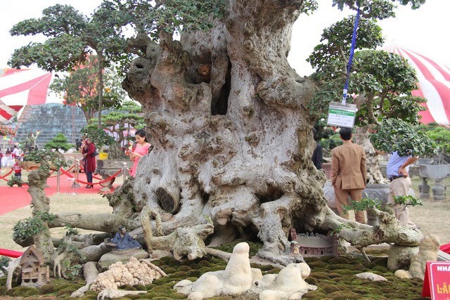 Dù không tiết lộ giá cụ thể nhưng vị đại gia này cho biết cây có giá không dưới tiền tỷ