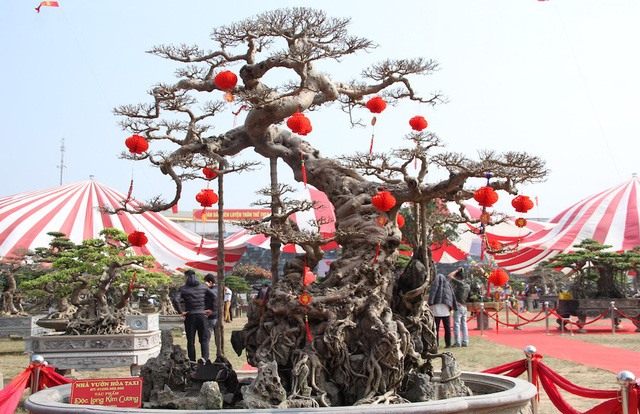 Cây sanh “độc long kim cương” của ông Hòa.