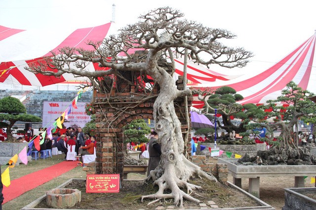 Cây sanh “độc long kim cương” của ông Hòa