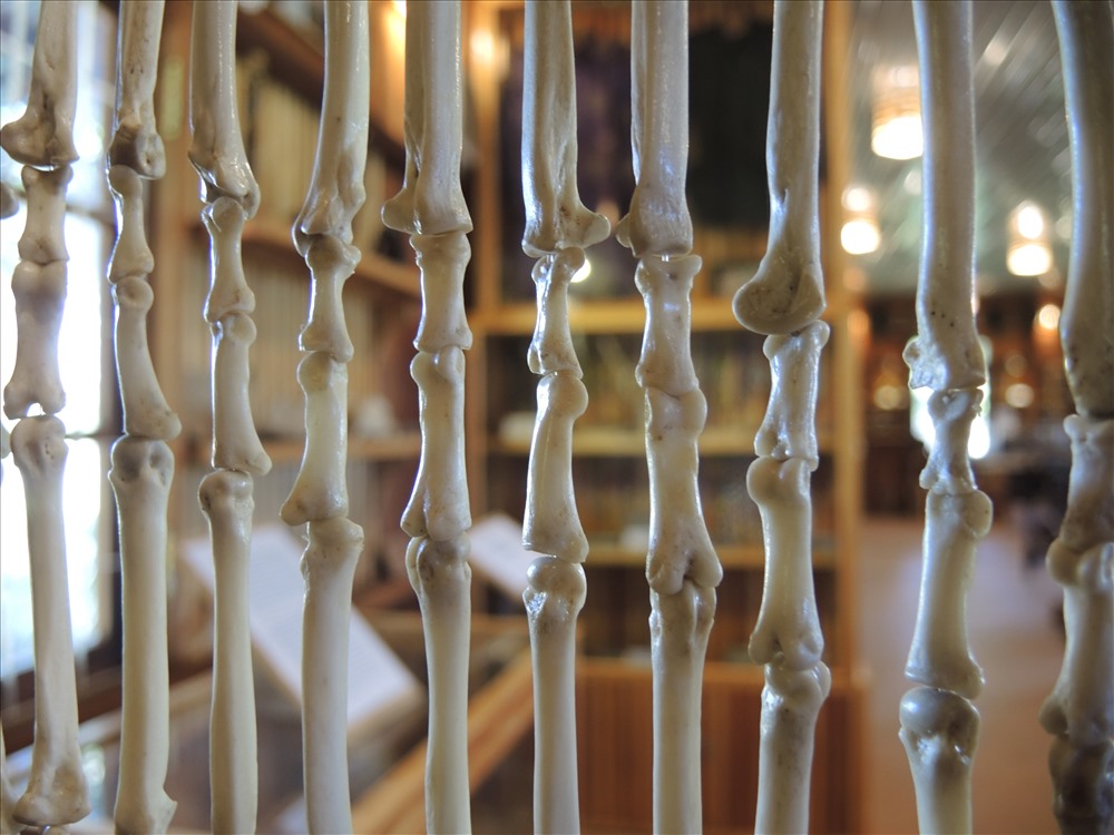 Chiếc rèm cửa được làm bằng xương thú tại phòng trưng bày (ảnh K.Q)