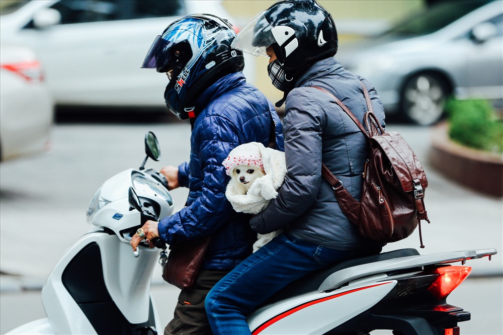 Thú cưng cũng được trang bị quần áo ấm.