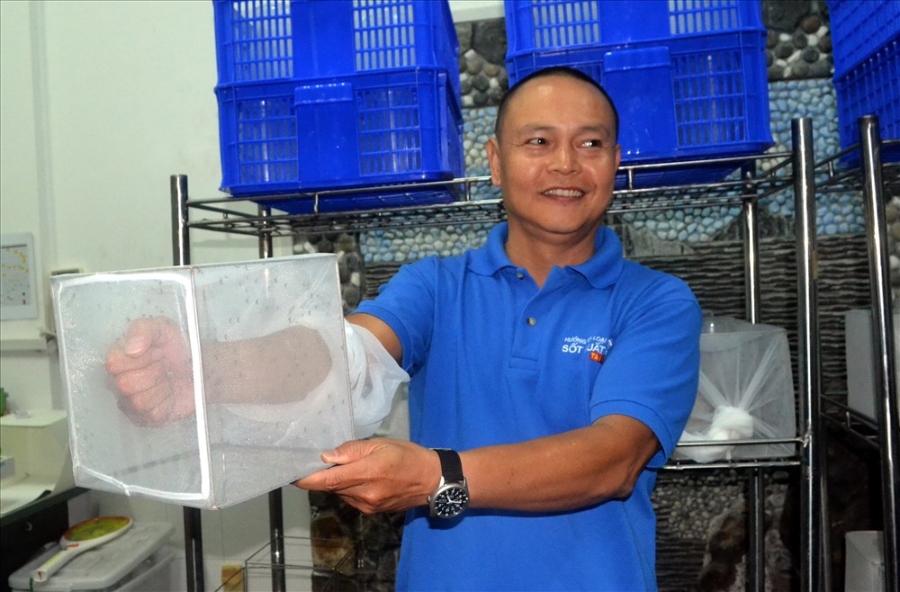 Muỗi mang Wolbachia sau khi nuôi trong phòng thí nghiệm sẽ được thả vào tự nhiên. Ảnh: Châu Tường