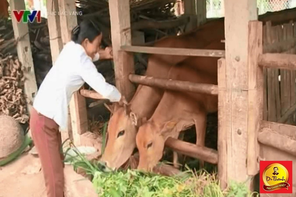 Cặp bò chính là động lực để gia đình bà Luyện có những thay đổi như hôm nay