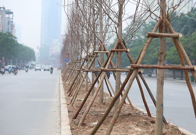 Những cây phong lá đỏ đã được trồng trên đường Trần Duy Hưng (Ảnh: Ngọc Thành - Mạnh Đoàn)