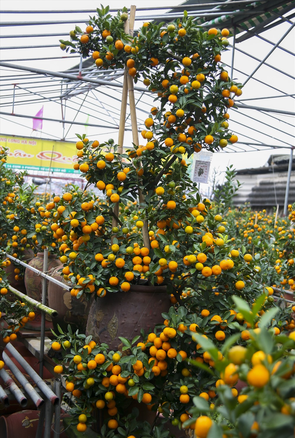 Cây quất “Kim Long Bạch mã“.