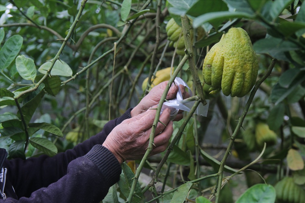 Phật thủ nhỏ, mã không đẹp.