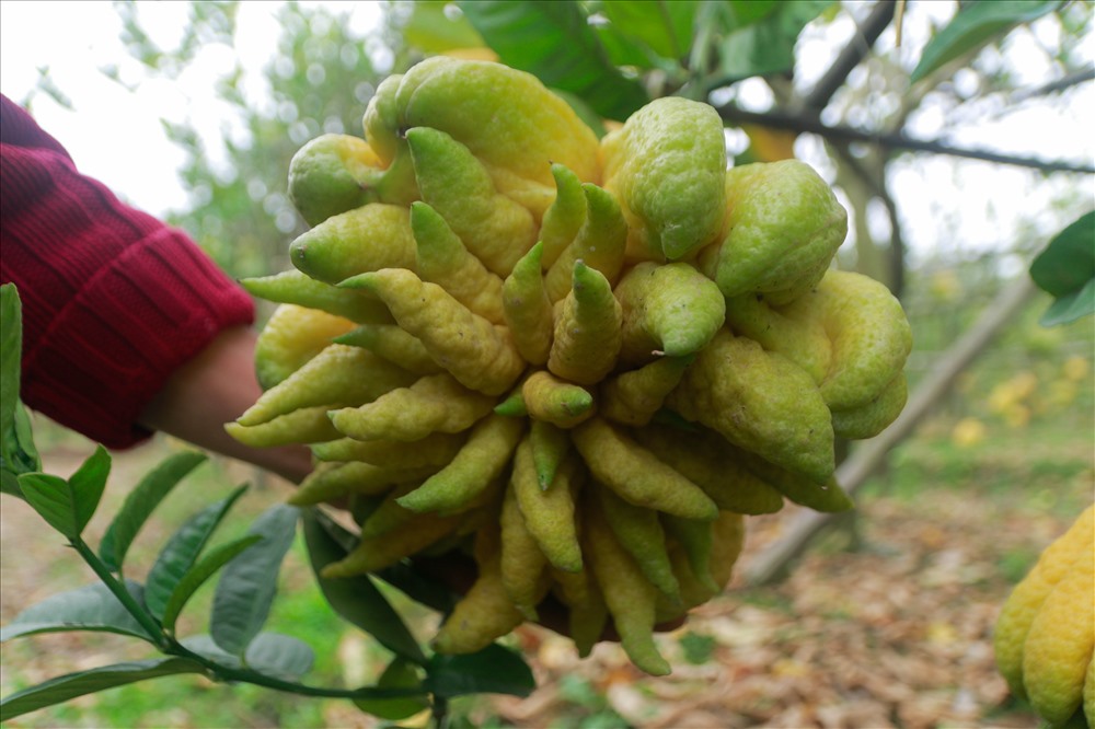 Quả phật thủ đẹp có giá hơn 1 triệu đồng.