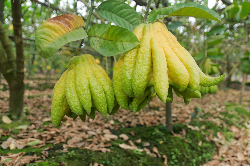 Phật thủ được ưa chuộng vào dịp Tết.