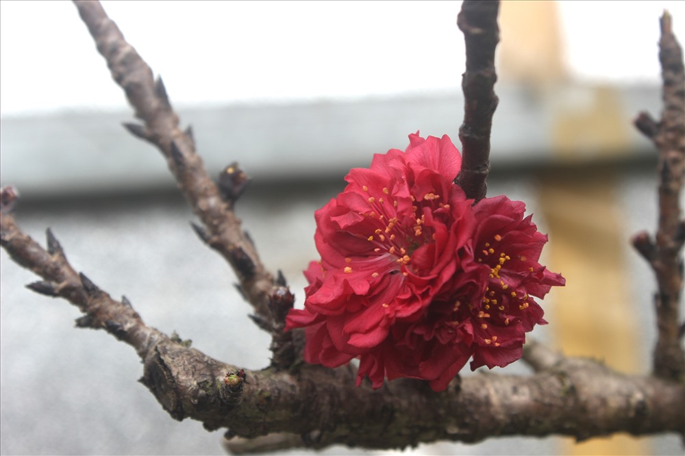 Điều đặc biệt ở Đào Thất Thốn là hoa đào. Hoa đào bung nở có kích thước khổng lồ với đường kính từ 4-5 cm. Màu hoa đỏ thắm, nhụy vàng.