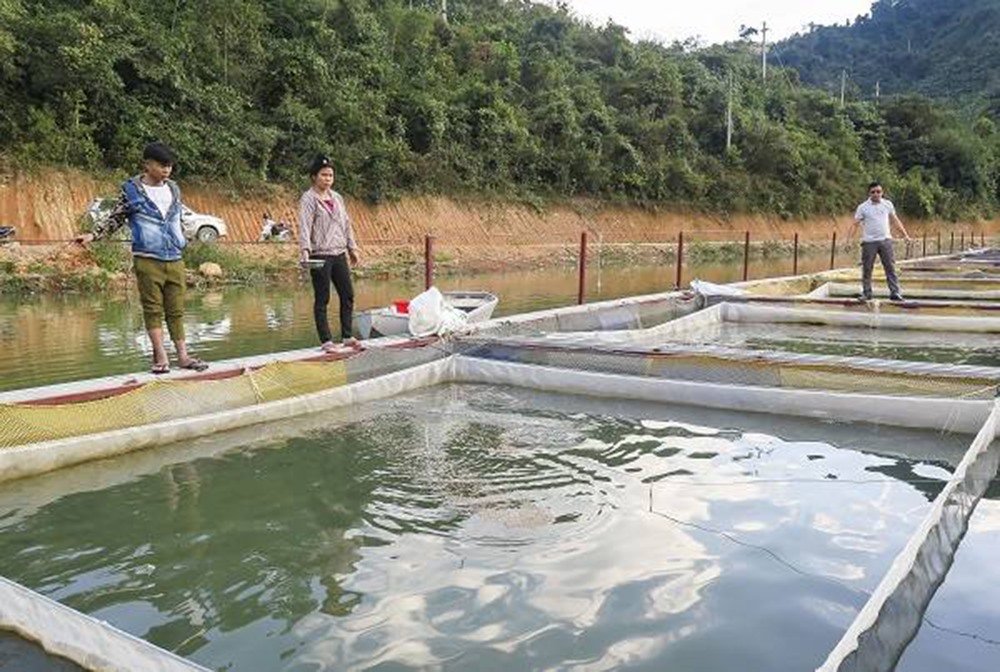 Người dân phải chuyển gấp các bè nuôi cá lồng sau sự cố vỡ bể chứa chất thải.