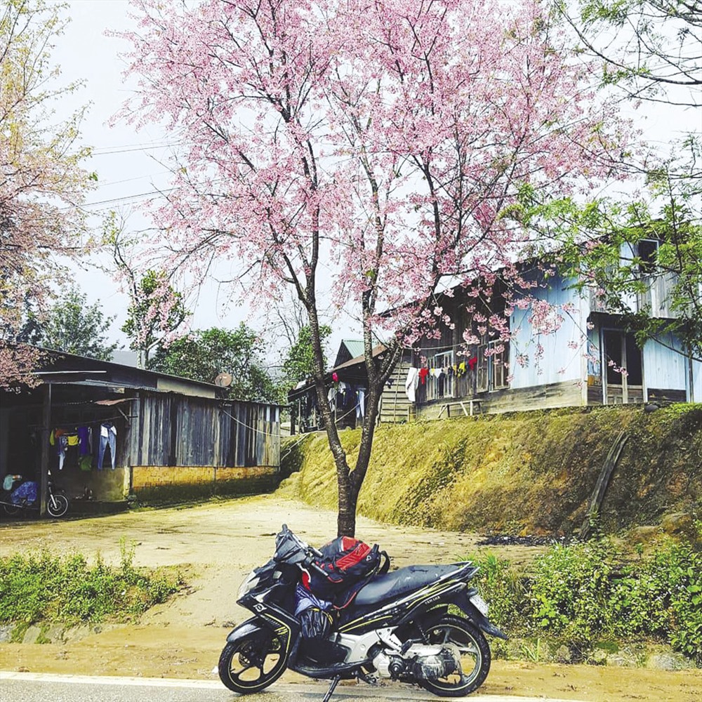 Gốc mai anh đào già bên ngôi nhà gỗ cũ kỹ. Ảnh: M.P