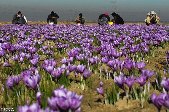 Hình ảnh tuyệt đẹp của hoa nghệ tây Saffron.