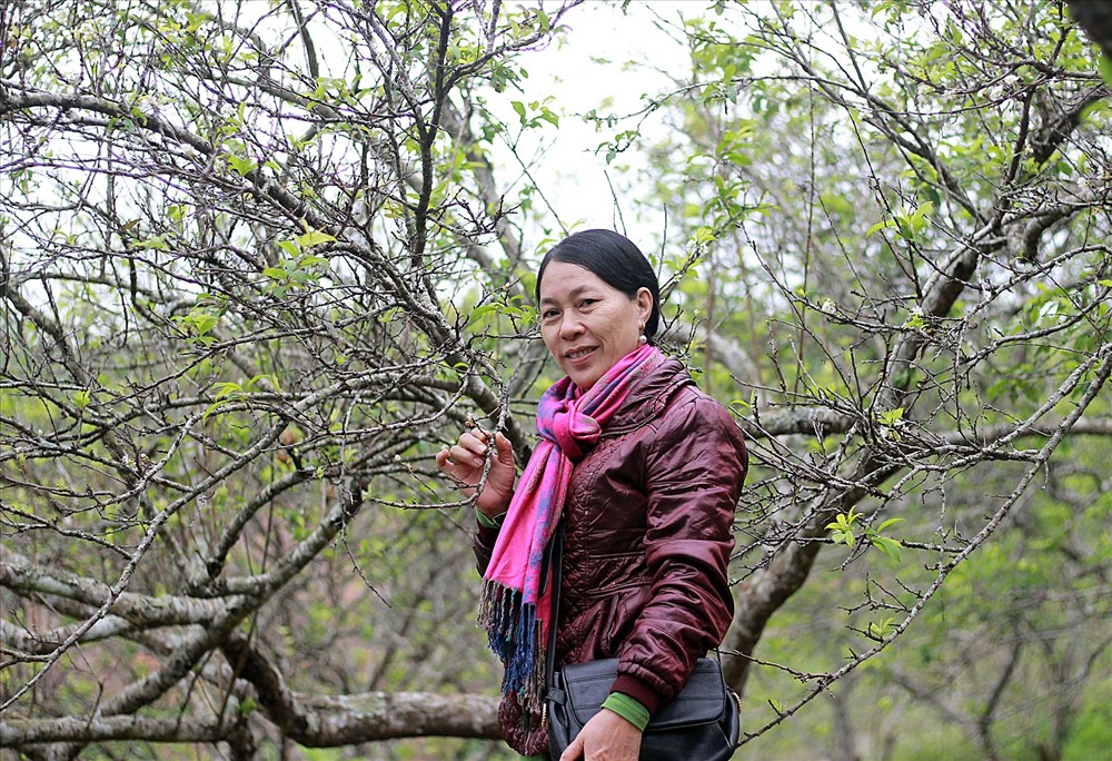 Không chỉ thu hút các bạn trẻ yêu xê dịch, hoa mận trái mùa còn thu hút du khách gần xa. Ảnh. Hoàng Huế