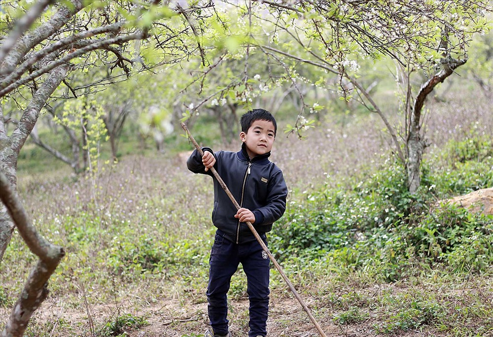 Cậu bé đáng yêu trong vườn mận. Ảnh. Hoàng Huế