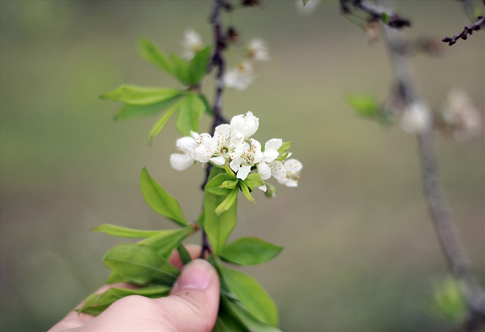 Hoa nở thành từng chùm nhỏ. Ảnh. Hoàng Huế
